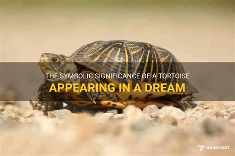  Applying the Symbolic Significance of a Water Tortoise Vision to Real Life 