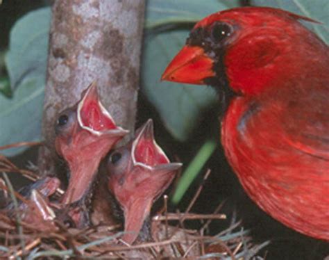  Cardinal Chicks as Harbingers of Joy and Contentment 