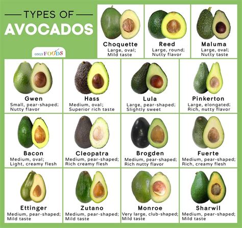  Choosing the Perfect Avocado: A Guide to Understanding Avocado Varieties 