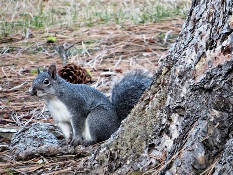  Conservation Efforts: Safeguarding the Imperiled Inky Mustela 