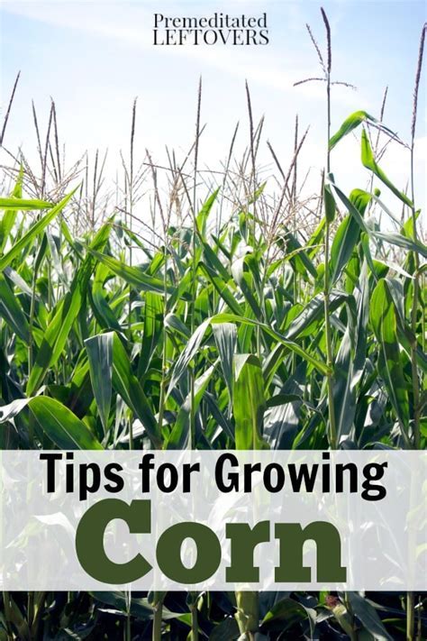  Cultivating Your Own Corn: Helpful Tips for a Bountiful Harvest 