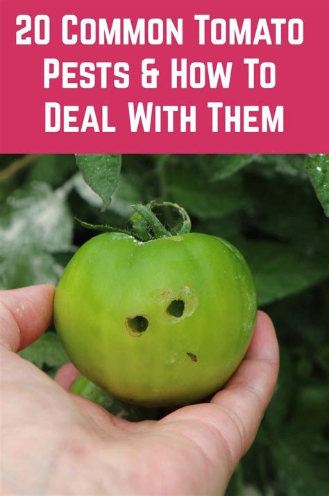  Dealing with Common Tomato Pests and Diseases 