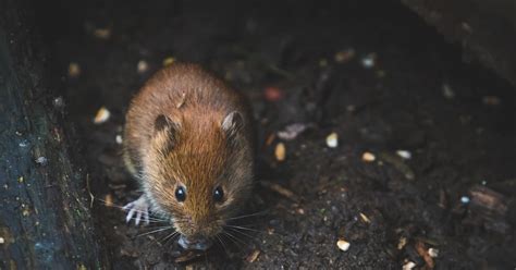  Decoding the Psychological Significance Hidden in Rodent Excrement Vision 