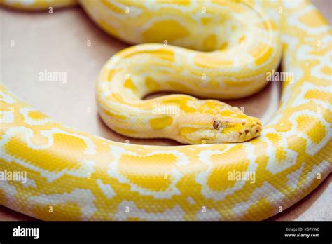  Exploring the Availability of Albino Pythons in the Exotic Pet Market 
