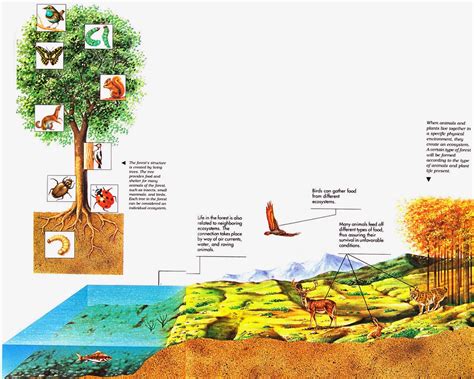  Exploring the Diverse Array of Tree Nomads in Different Ecosystems 