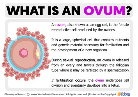  Exploring the Emotional Significance of Envisioning Uncooked Ovums
