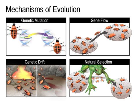  Exploring the Roots of our Innate Urge to Cause Chaos: Tracing its Evolution from Nature to Society 