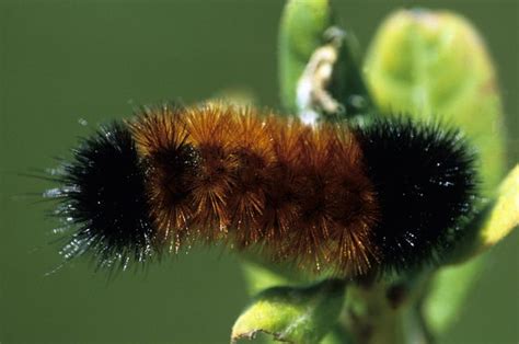  Exploring the Symbolic Journey of the Mysterious Woolly Larva 