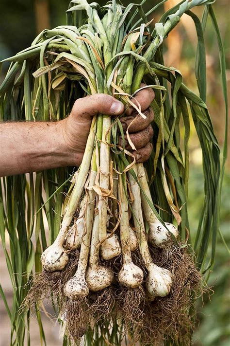  Growing and Cultivating the Garlic Tree: Tips and Tricks for Gardening Enthusiasts 