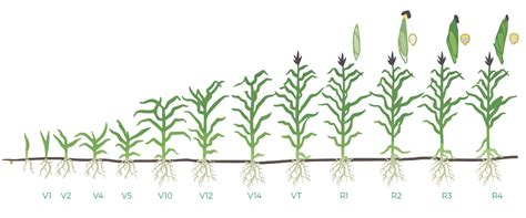  Maximizing Yield: Efficiently Managing Your Corn Crop 