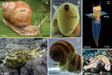  Nurturing and Tending to Gastropods: Techniques for Optimal Development