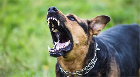  Unconscious Messages: Decoding the Hidden Warnings in a Startling Canine Assault 