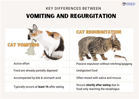  Understanding the Fascination of Dreaming about Feline Regurgitation 