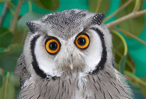  Unlocking the Therapeutic Potential of Tearful Owls in Dream Treatment 