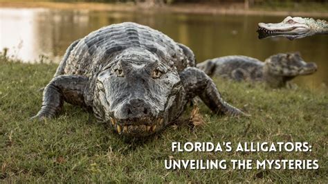  Unraveling the Mystery: Unveiling the Presence of Alligators in Nightmares 