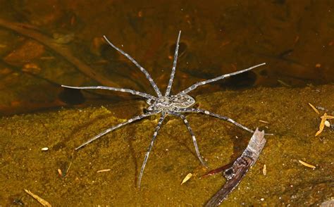  Water Spiders in Different Cultures 