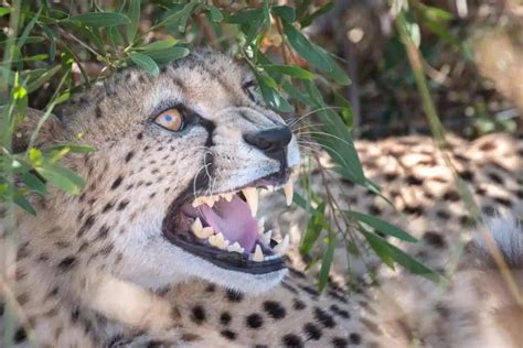  When the Cheetah Biting Dream Indicates Action and Assertiveness 