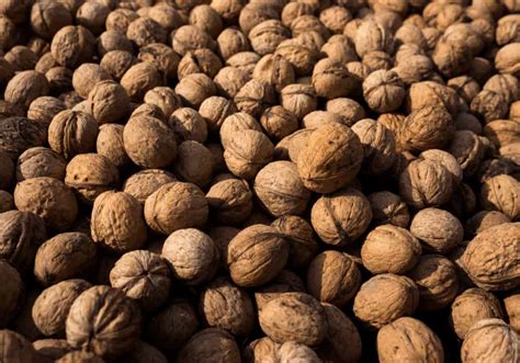 A Brief History of Walnuts: From Ancient Times to Modern Cuisine
