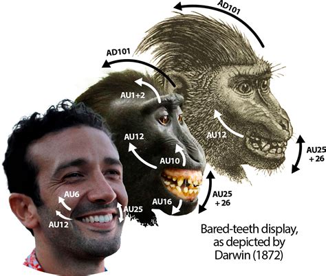 A Captivating Insight into the Connection Between Primates and Humans