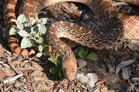 A Closer Look: Exploring the Characteristics and Behavior of Bull Snakes