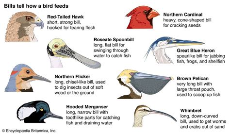 A Closer Look at the Feeding Habits of Tropical Birds