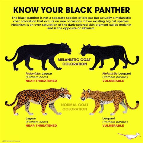 A Closer Look at the Origin and Evolution of the Petite Panther