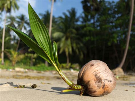 A Closer Look into the Sustainable Cultivation of Nutritious Palm Seeds