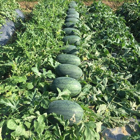 A Colorful Delicacy: The Enchanting Allure of Azure Watermelon