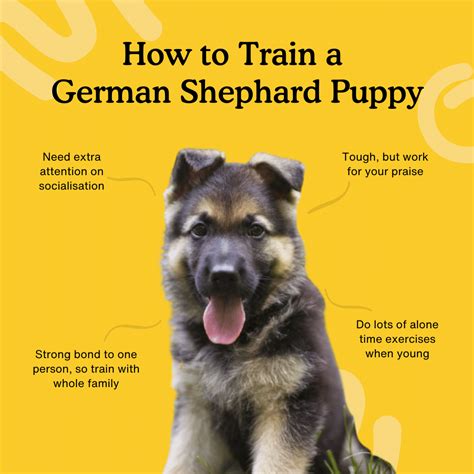 A Comprehensive Guide to Training Your German Shepherd