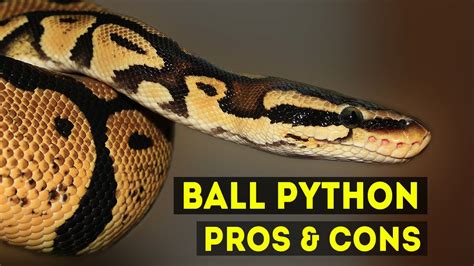 A Coveted Exotic Companion: Pros and Cons of Having a Pearl Python