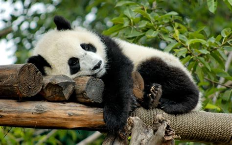 A Day in the Life of a Panda: Eating, Sleeping, and Playing