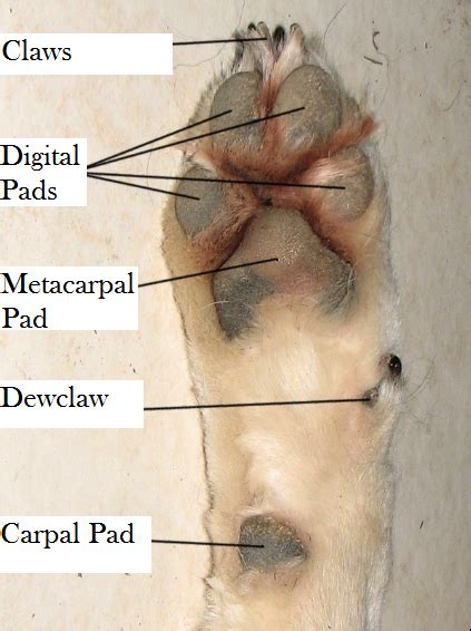 A Deeper Analysis of Canine Paw: Exploring Deeper Meanings and Connotations