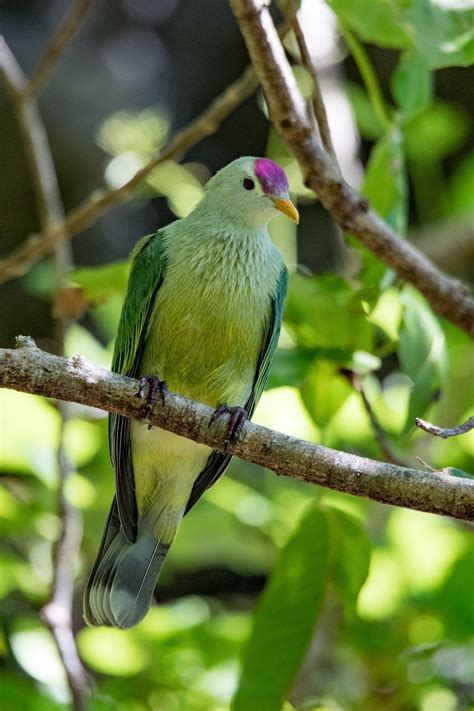 A Deeper Look into the Natural Habitat of the Verdant Dove