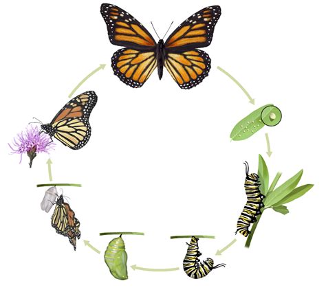 A Fascinating Journey: Exploring the Life Cycle of a Majestic Butterfly