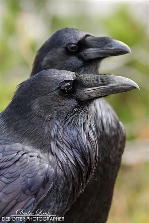 A Feast for the Eyes: Admiring the Majestic Beauty of Crows