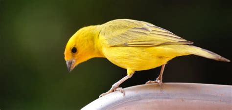 A Glimpse Into the Symbolic Significance of the Canary Redbird