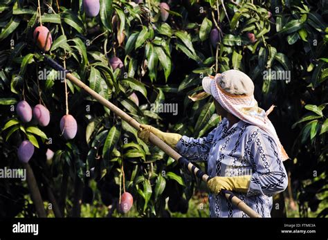 A Glimpse into Harvest Season: The Art of Harvesting Mangoes