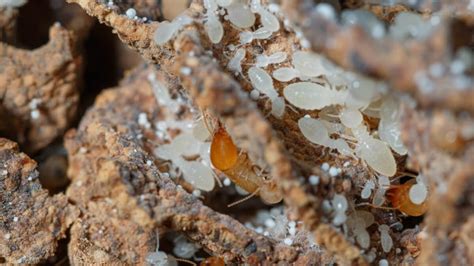 A Glimpse into the Intricate World of Termite Behavior