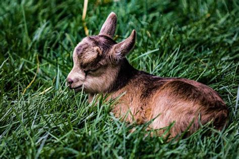 A Glimpse into the Lively World of Goat Kids