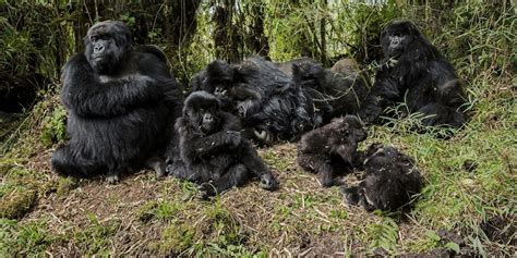 A Glimpse into the Social Dynamics of Mysterious Ebony Gorillas