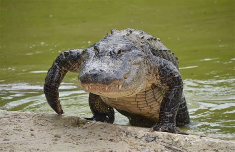 A Glimpse into the Subconscious: Exploring the Significance of Dreams Involving Confrontations with Alligators