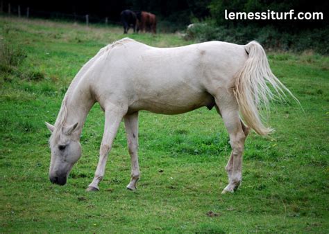 A Glimpse into the Subconscious: Exploring the Significance of Pursuing a Stubborn Equine