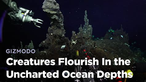 A Glimpse into the Uncharted Depths of the Ocean