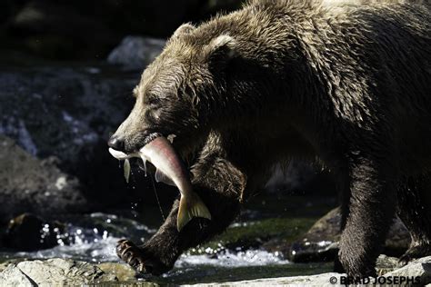 A Heartwarming Sight: The Joy of Conservation Success Stories for Bear Cubs