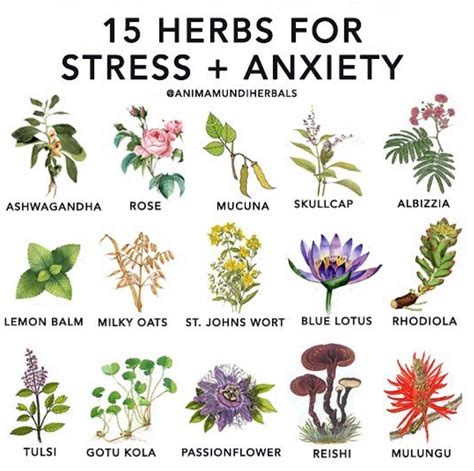 A Natural Stress Reliever: How Basil Helps to Alleviate Anxiety