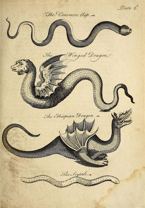 A Powerful Metaphor: Understanding the Symbolism behind Avian Creatures and Serpents