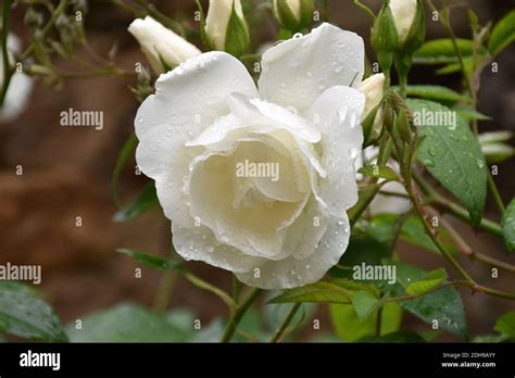 A Pure and Innocent Symbol: Exploring the White Rose Bush