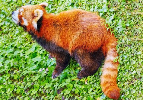 A Rare Encounter: Exploring the Mysteries of the Red Panda in its Natural Habitat