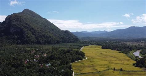 A Serene and Enchanting Vision: Exploring the Allure of an Idyllic Paddy Field