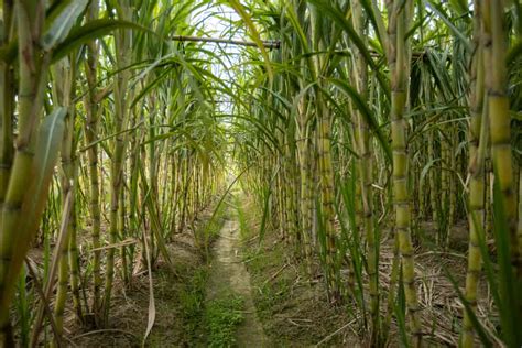 A Sneak Peek into the World of Sugarcane Farming: Cultivation, Harvesting, and Beyond